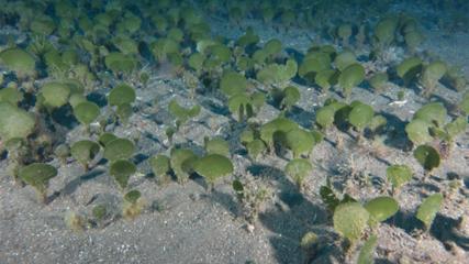 Reportagem | Descoberta nova espécie alga na Madeira